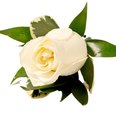 White rose boutonniere with green leaves, classic wedding floral accessory on white background.